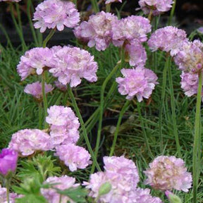 3 Gazons d'Espagne Schöne von Fellbach - Armeria maritima schöne von fellbach - Plantes