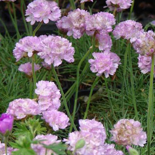 3 Gazons d'Espagne Schöne von Fellbach - Armeria maritima schöne von fellbach - Plantes