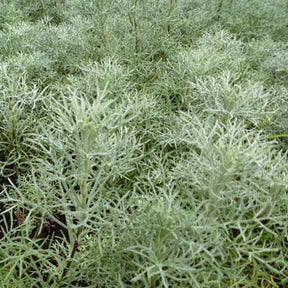 Armoise argentée - Artemisia canescens - Plantes