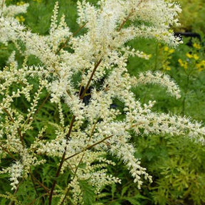 Barbe-de-Bouc dioïque Kneiffii - Aruncus dioicus kneiffii - Plantes