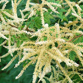 Barbe de bouc Horatio - Aruncus horatio - Plantes