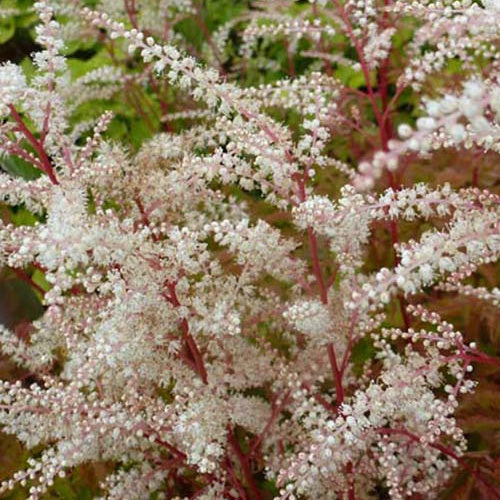 Barbe de bouc Jogannifest - Aruncus johannifest - Plantes