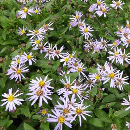 3 Asters nain dété - Aster ageratoides adustus nanus - Plantes