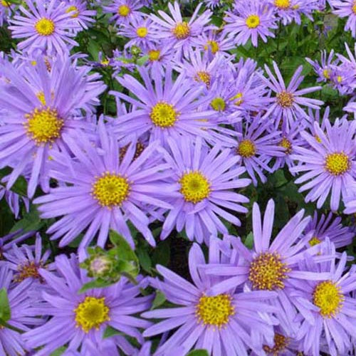 3 Oeil de Christ Blue King Asters amelle Blue King - Aster amellus blue king - Plantes