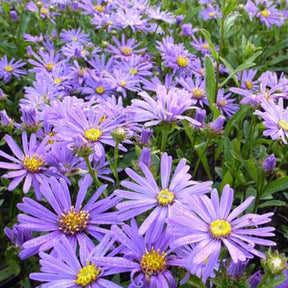 3 Oeil de Christ Butzemann Asters amelle Butzemann - Aster amellus butzemann - Plantes