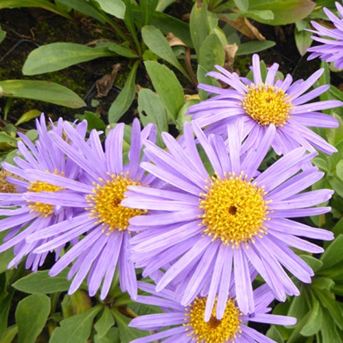 3 Oeil de Christ Gründer Asters amelle Gründer - Aster amellus gründer - Plantes