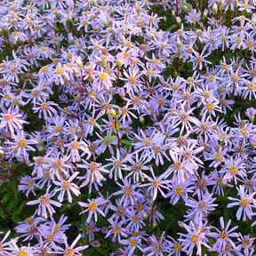 3 Asters radula August Sky - Aster radula august sky - Plantes