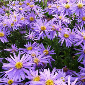 3 Oeil de Christ Sonora Asters amelle Sonora - Aster amellus sonora - Plantes