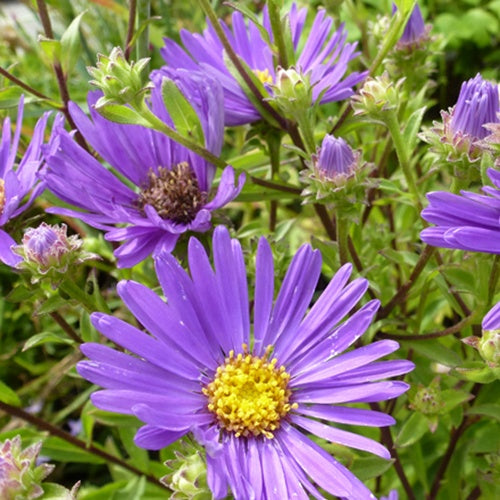 3 Asters amelle Veilchenkönigin Oeil de Christ Veilchenkönigin - Aster amellus veilchenkönigin - Plantes