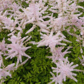 Astilbe hybride Walkure - Astilbe walküre - Plantes