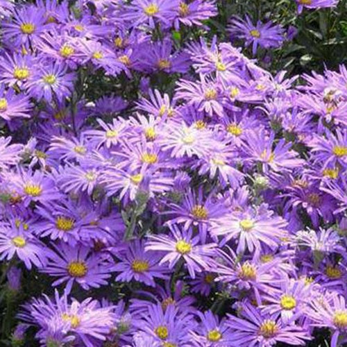 3 Oeil de Christ Breslau Asters amelle Breslau - Aster amellus breslau - Plantes