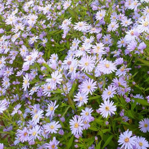 3 Asters cordifolius Blue Heaven - Aster cordifolius blue heaven - Plantes