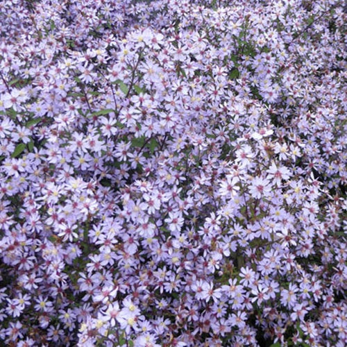 3 Asters à feuilles en coeur Blütenregen - Aster cordifolius blütenregen - Plantes