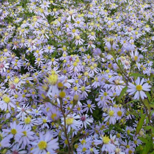 3 Asters cordifolius Photograph - Aster cordifolius photograph - Plantes