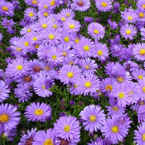 3 Asters nain Augenweide Marguerites d'automne Augenweide - Aster augenweide - Plantes