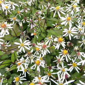 3 Asters divariqué EAstersn Star - Aster divaricatus eastern star - Plantes