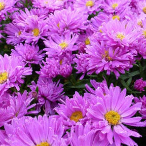 3 Asters nain Kassel - Aster dumosus kassel - Plantes