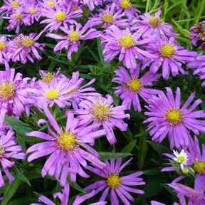 3 Asters nain Nesthäkchen Marguerites d'automne Nesthäkchen - Aster nesthäkchen - Plantes