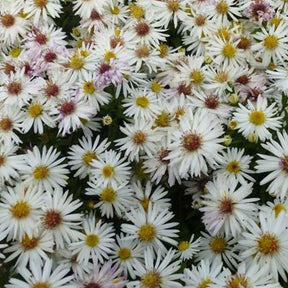 3 Asters nain Niobe Marguerites d'automne Niobe - Aster novi-belgii niobe - Plantes