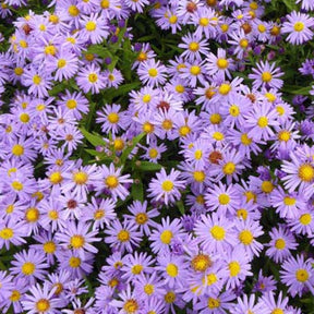 3 Asters nain Professor Anton Kippenberg - Aster novi-belgii prof. anton kippenberg - Plantes