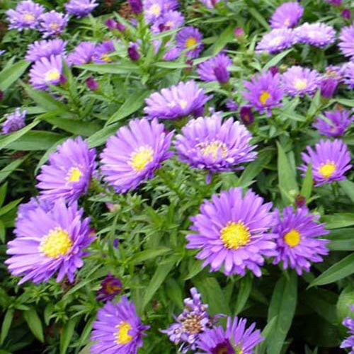 3 Asters nain Samoa - Aster dumosus samoa - Plantes