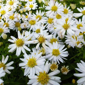 3 Asters nain Schneekissen - Aster dumosus schneekissen - Plantes