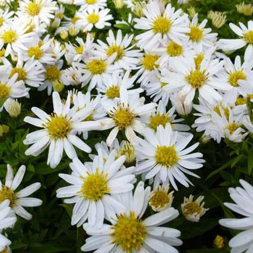 3 Asters nain Schneekissen - Aster dumosus schneekissen - Plantes