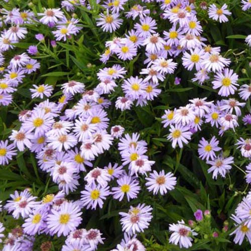 3 Asters nain Silberblaukissen Marguerites d'automne Silberblaukissen - Aster silberblaukissen - Plantes