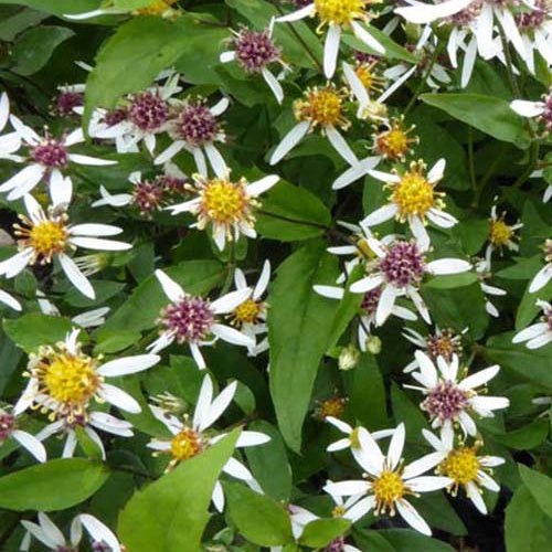 3 Asters divariqué Tradescant - Aster divaricatus tradescant - Plantes