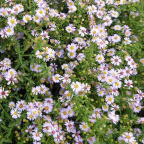 3 Asters éricoïde Blue Star - Aster ericoides blue star - Plantes