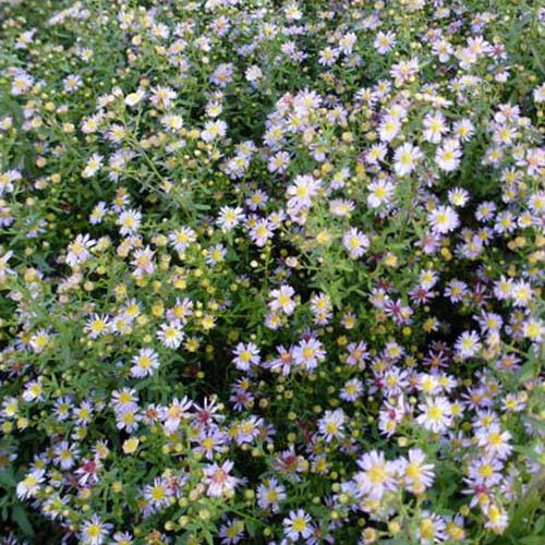 3 Asters éricoïde Lovely - Aster ericoides lovely - Plantes