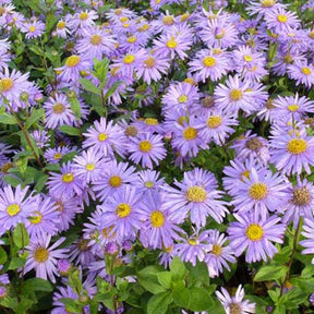 3 Asters de Frikart Jungfrau - Aster frikartii jungfrau - Plantes