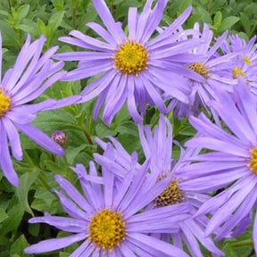 3 Asters de Frikart Wunder von Stäfa - Aster x frikartii wunder von stäfa - Plantes