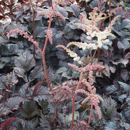 Astilbe hybride Chocolate Shogun - Astilbe chocolate shogun - Plantes