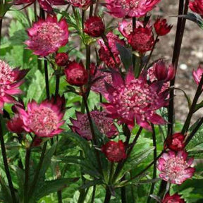 Grande astrance Hadspen Blood - Astrantia hadspen blood - Plantes