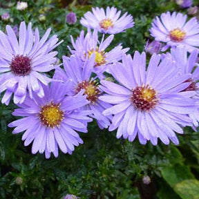 Marguerite d'automne Wood's light Blue - Aster woods light blue - Plantes