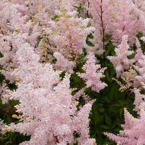 Astilbe hybride Peach Blossom - Astilbe peach blossom - Plantes