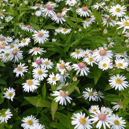 3 Asters à fleurs latérales Chloé Marguerites d'automne Chloé - Symphyotrichum lateriflorum chloe - Plantes