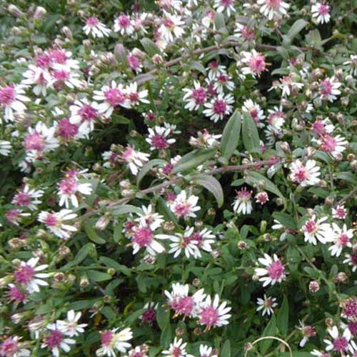 3 Asters lateriflorus Prince - Aster lateriflorus prince - Plantes