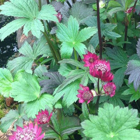 Grandes astrances Hybrides de Gill Richardson - Astrantia major ( gil richardson group ) - Plantes