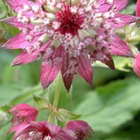 Grande astrance Rosea - Astrantia major rosea - Plantes