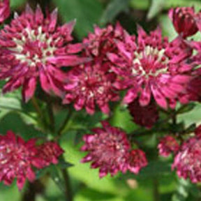 Grande Astrance Rubra - Astrantia major rubra - Plantes