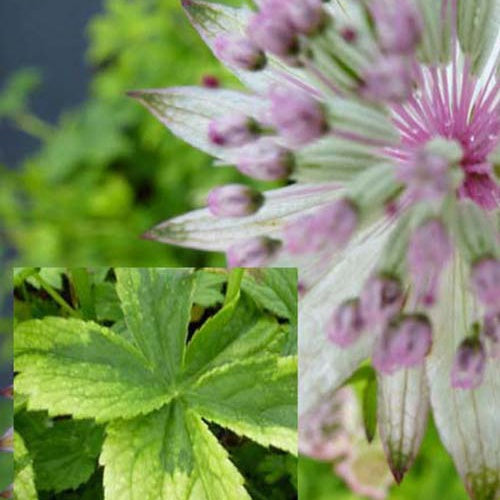 Grande Astrance Sunningdale Variegated - Astrantia major sunningdale variegated - Plantes