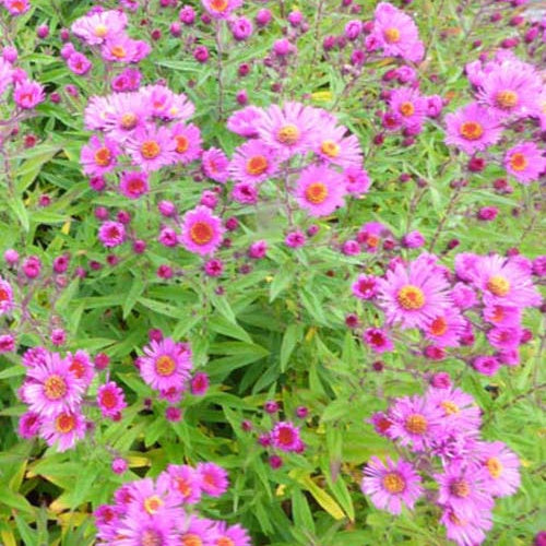 3 Asters de Nouvelle-Angleterre Andenken an P. Gerber - Aster novae-angliae andenken an paul gerber - Plantes