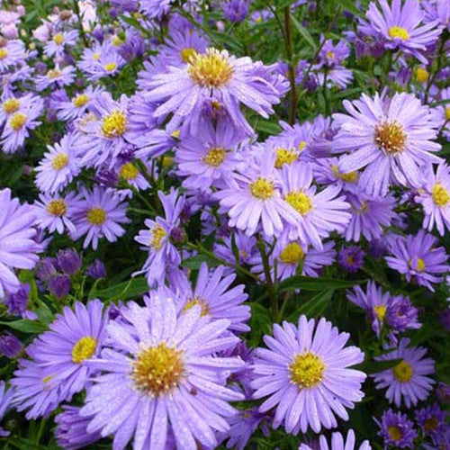 3 Asters à feuilles lisses Dauerblau - Aster novi-belgii dauerblau - Plantes