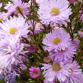 3 Asters à feuilles lisses Fellowship - Aster novi-belgii fellowship - Plantes