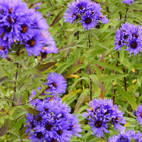 3 Asters de Nouvelle-Angleterre Guido en Gezelle - Symphyotrichum novae-angliae - Plantes