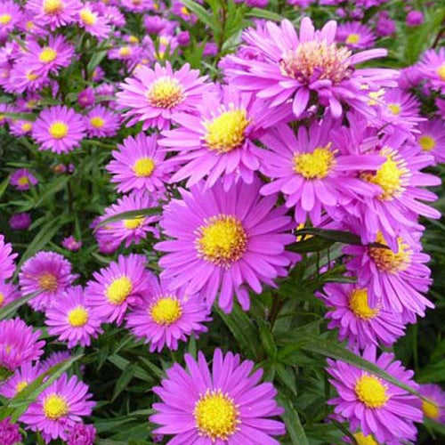 3 Asters de Nouvelle-Belgique Karminkuppel - Aster novi-belgii karminkuppel - Plantes