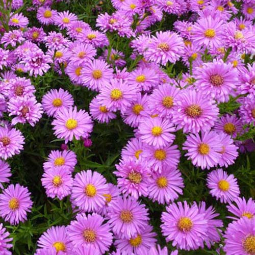 3 Asters de Nouvelle-Belgique Lady Francis - Aster novi-belgii lady francis - Plantes