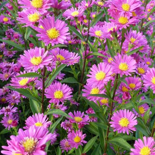 3 Asters de Nouvelle-Belgique Lisette Asters - Aster novi-belgii lisette - Plantes